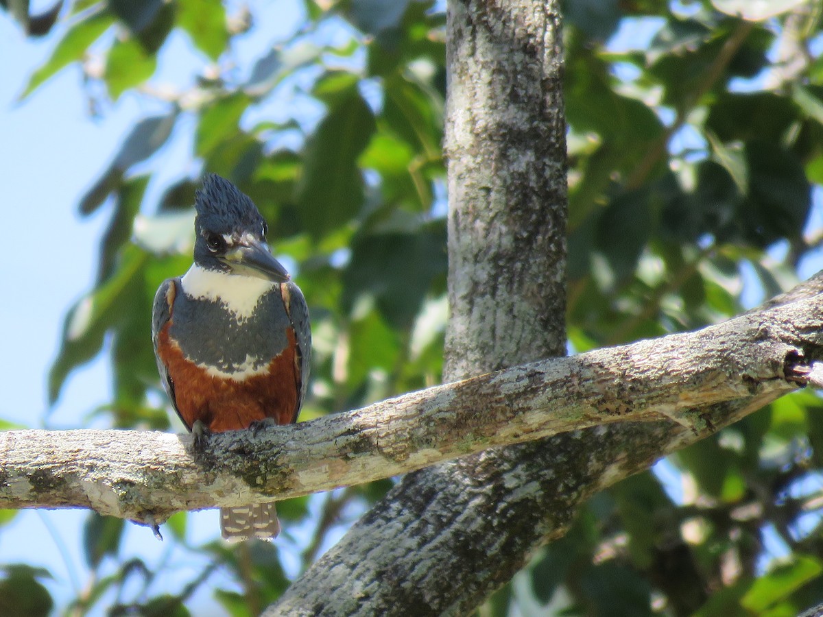 rybařík obojkový - ML644404757