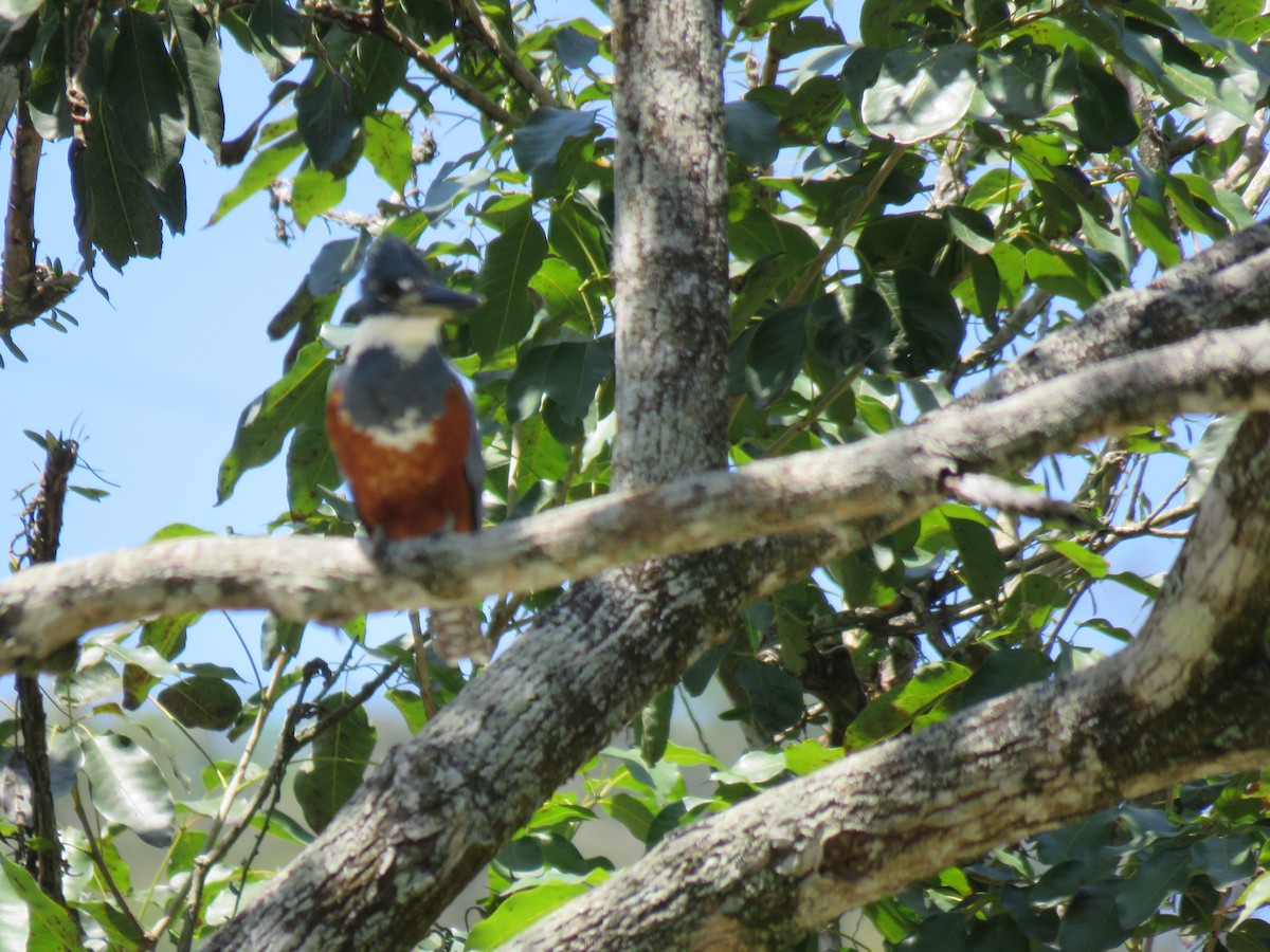 rybařík obojkový - ML644404758