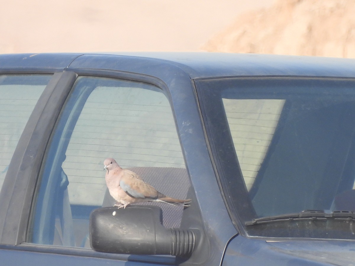 Малая горлица - ML644404761