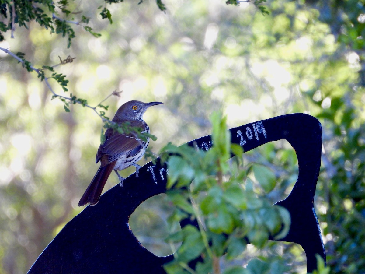Long-billed Thrasher - ML644404766