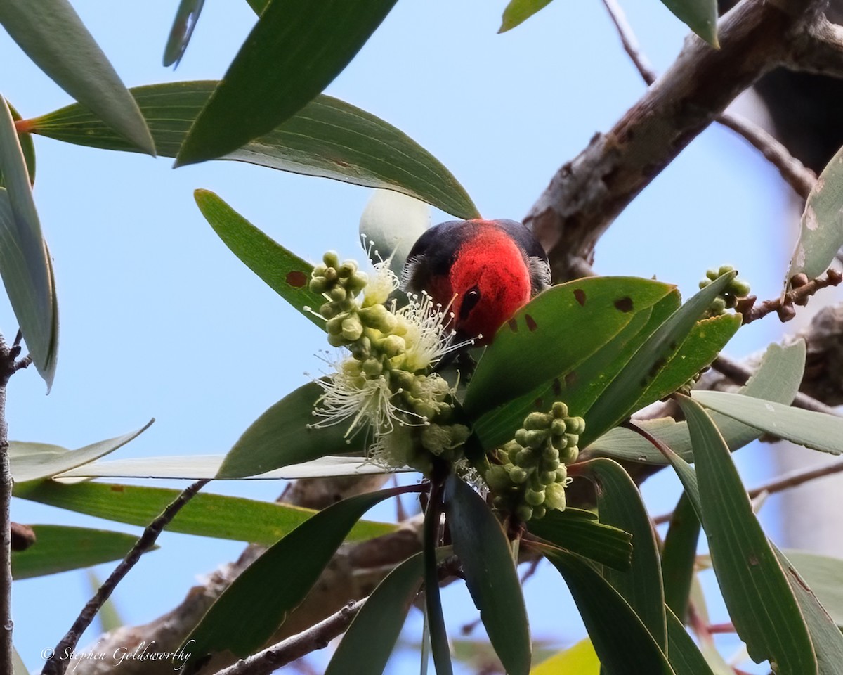 クレナイミツスイ - ML644404767