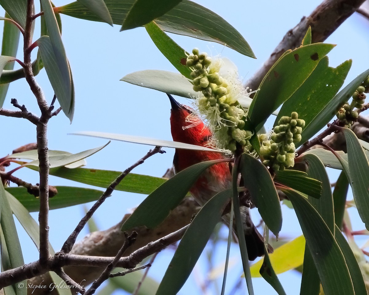 クレナイミツスイ - ML644404768