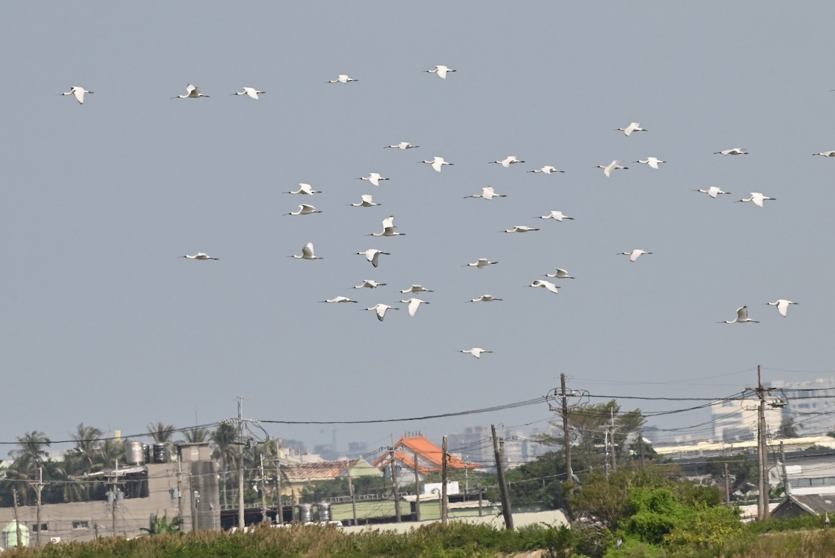 Petite Spatule - ML644404772