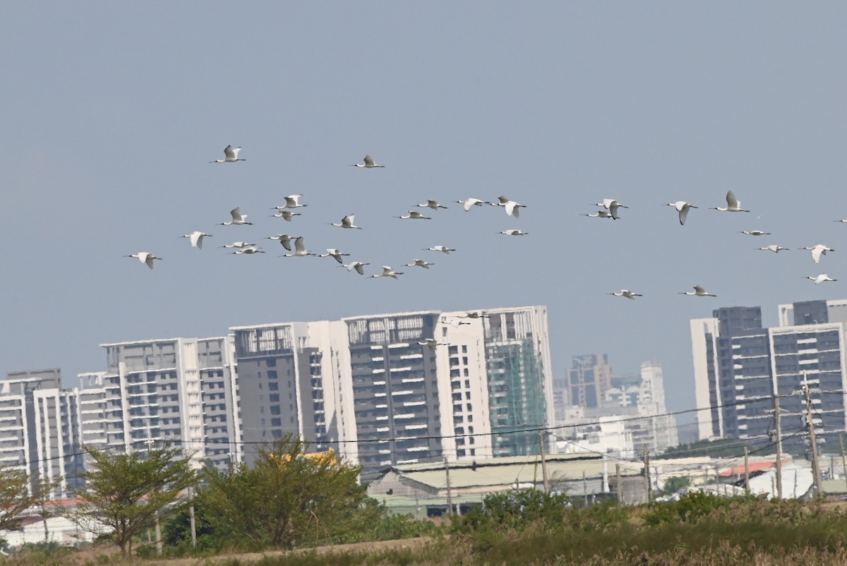 Petite Spatule - ML644404773