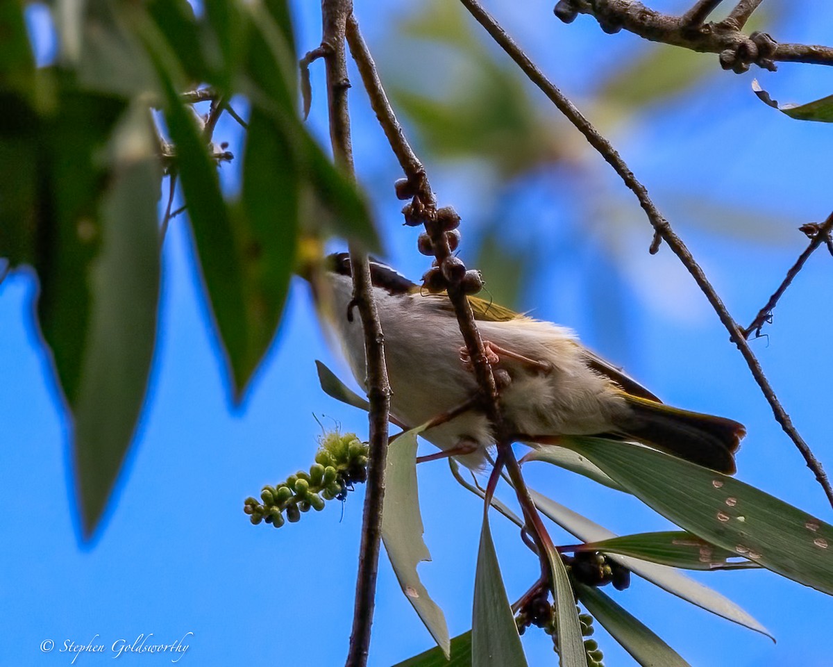 hvitstrupehonningeter - ML644404774