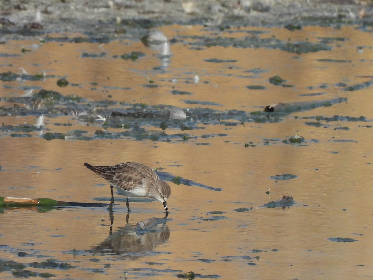 Zwergstrandläufer - ML644404776