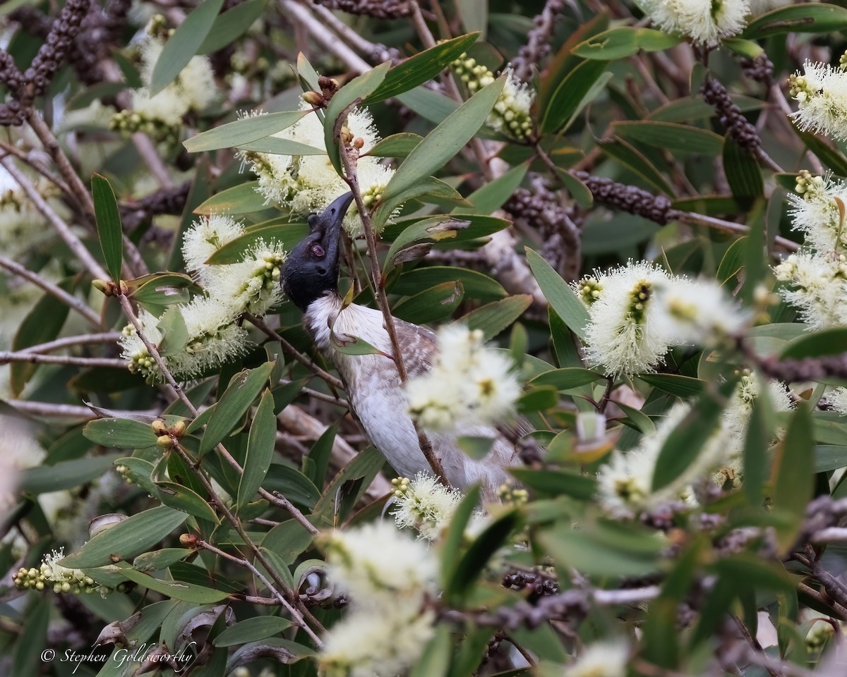 Noisy Friarbird - ML644404778