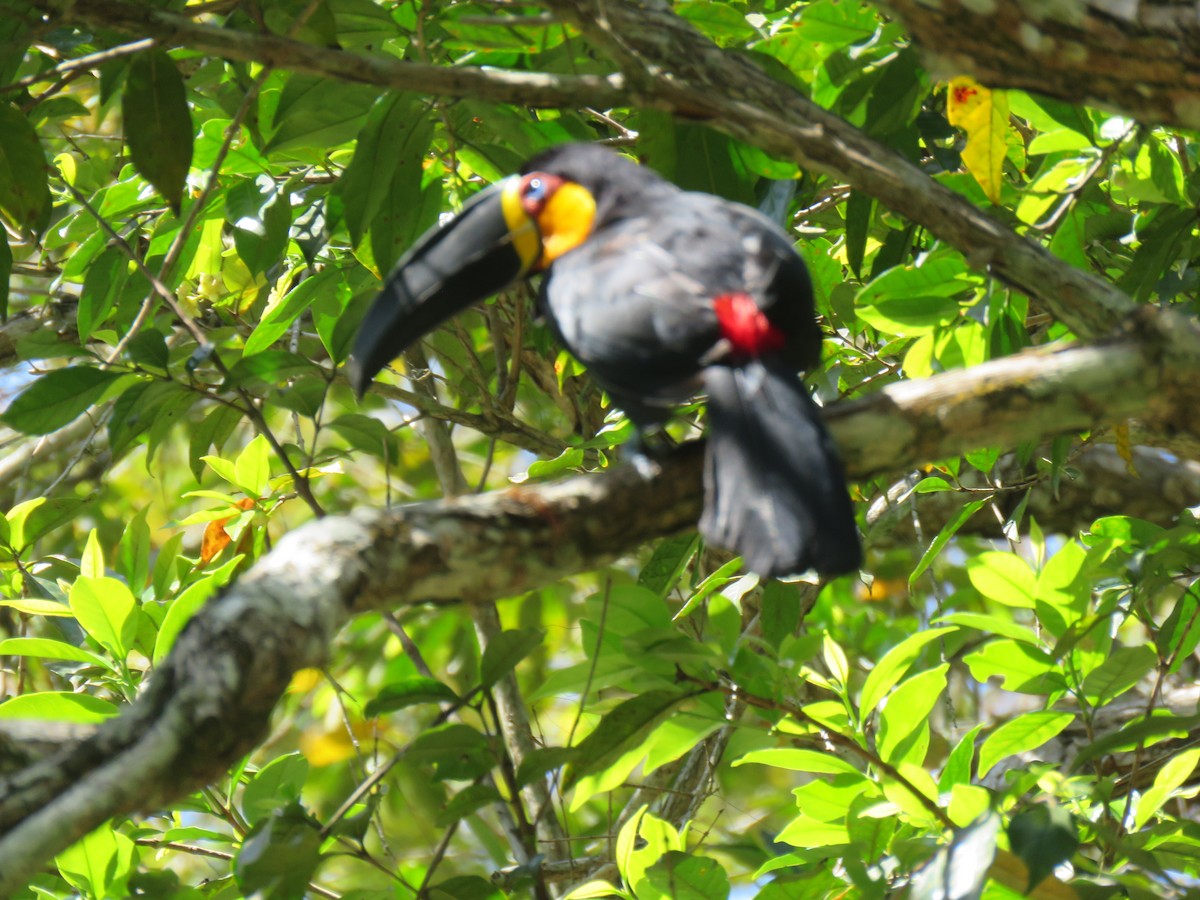 Channel-billed Toucan - ML644404781