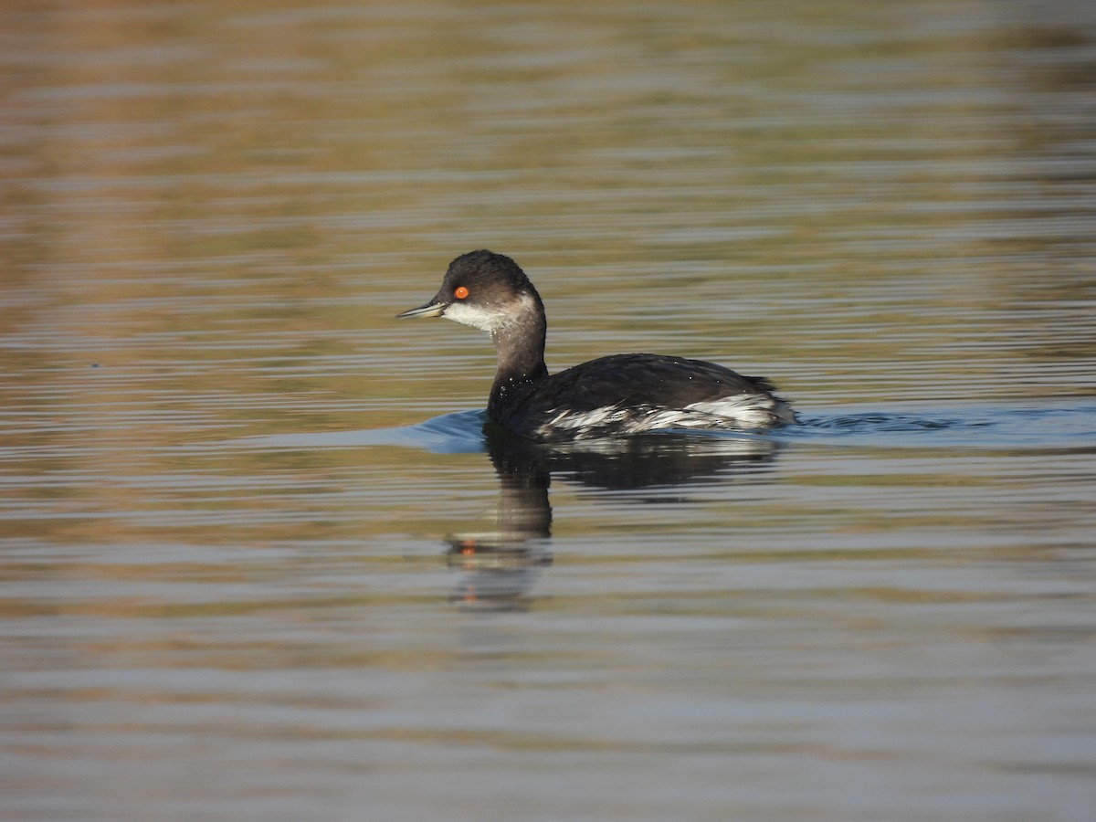 Schwarzhalstaucher - ML644404784