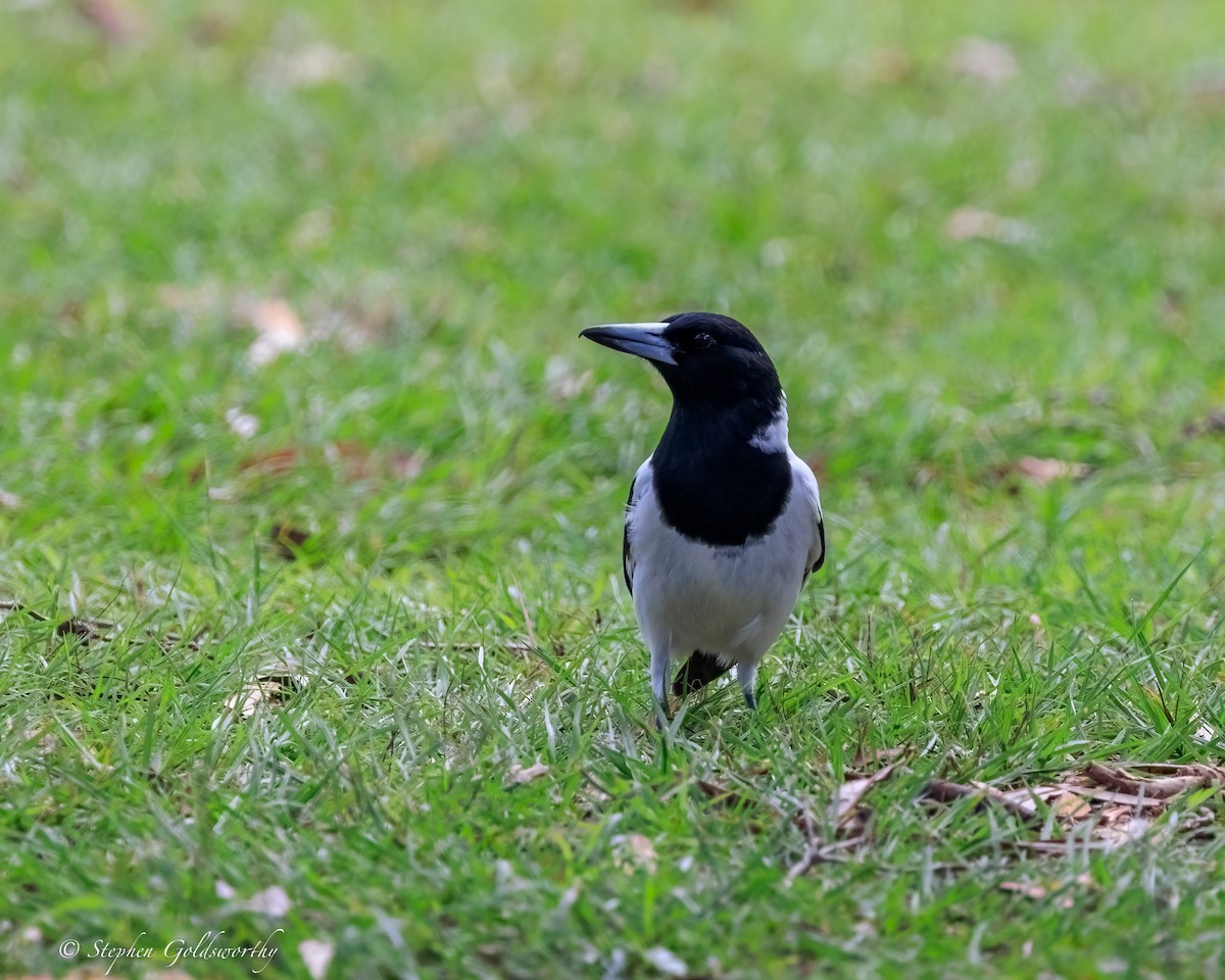 sangslakterfugl - ML644404785