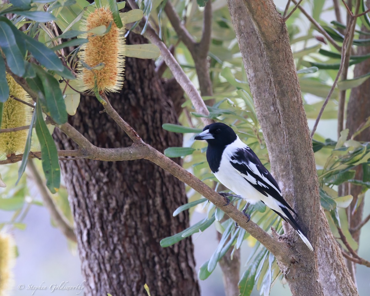 sangslakterfugl - ML644404787