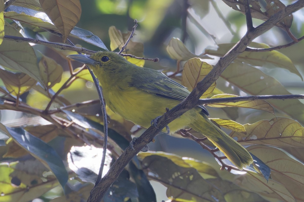 Iora de Lafresnaye - ML644404794