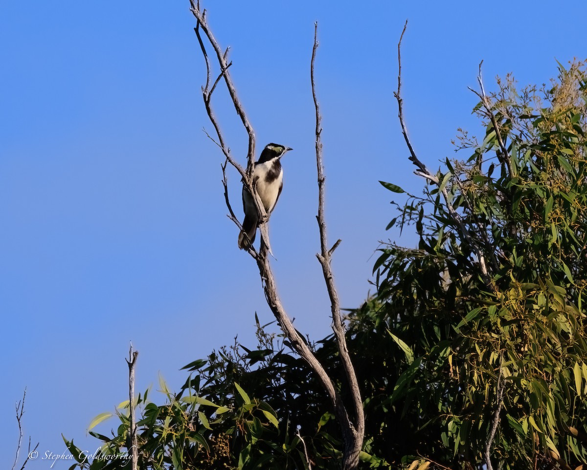 blåmaskehonningeter - ML644404795