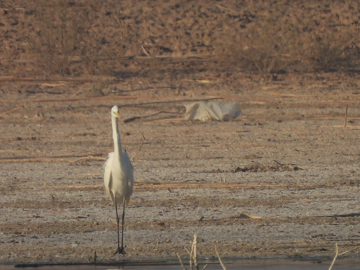 Silberreiher - ML644404797