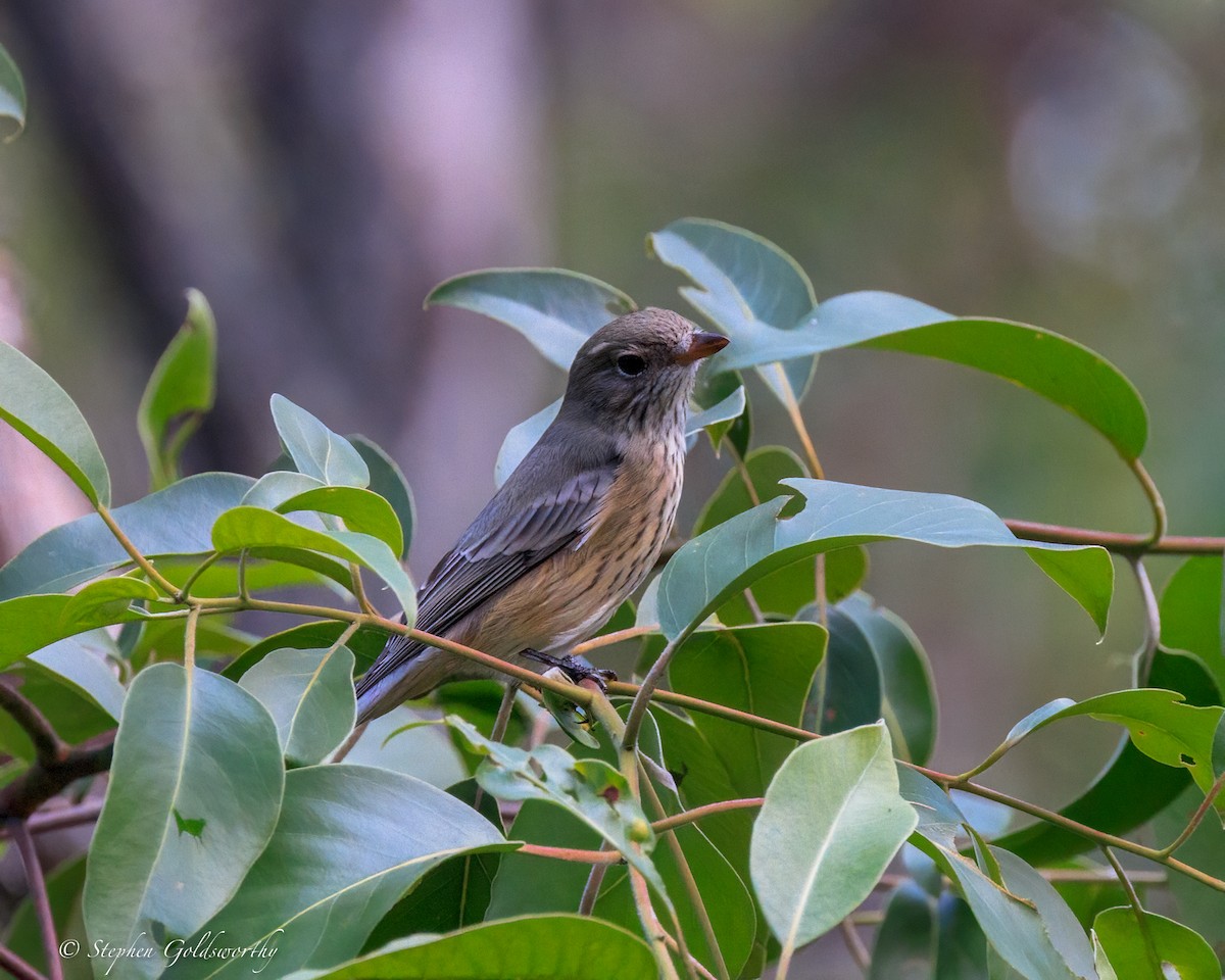 rustbukplystrer - ML644404798