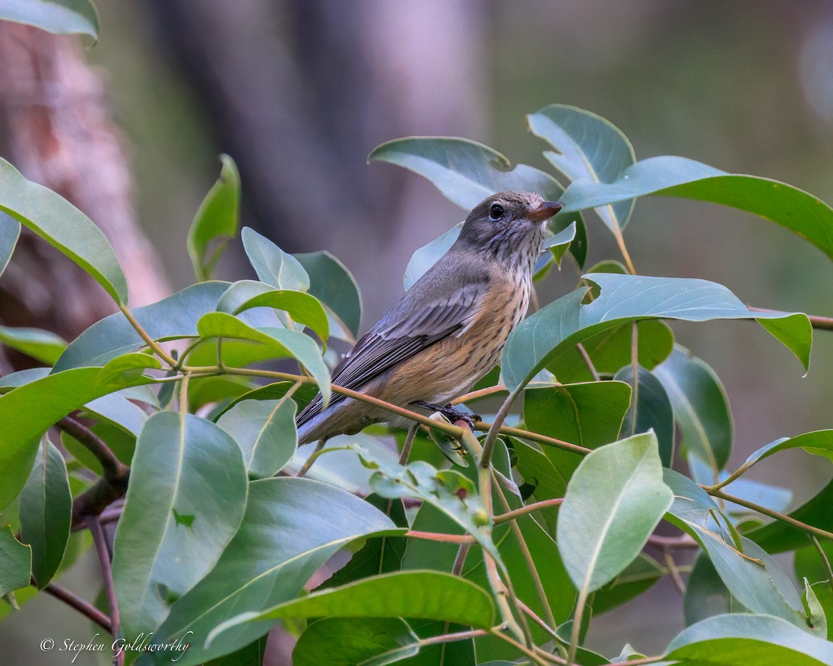 rustbukplystrer - ML644404799