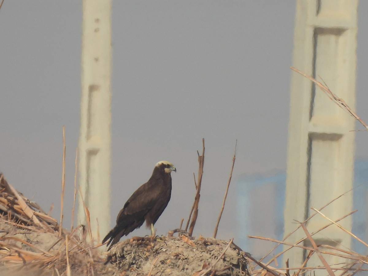 Rohrweihe - ML644404800