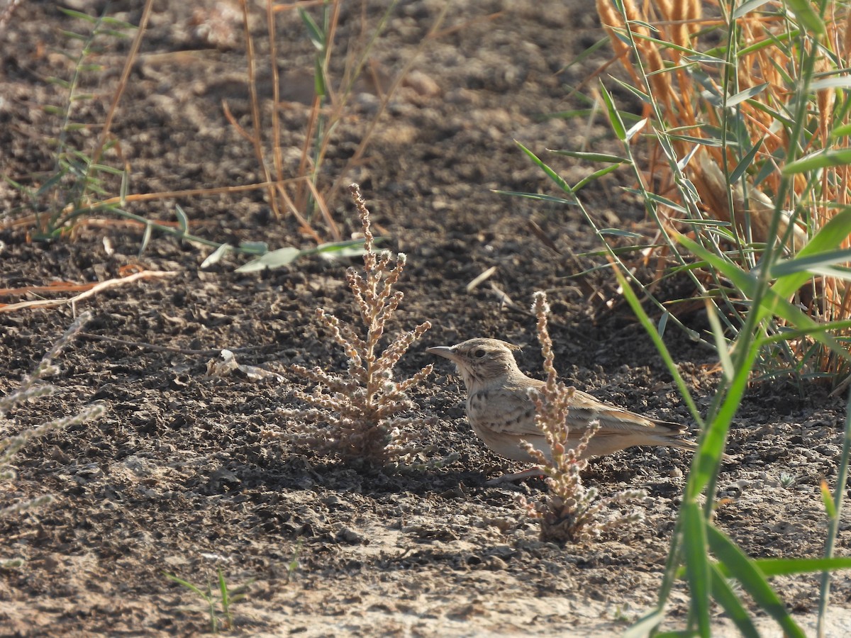 Haubenlerche - ML644404802