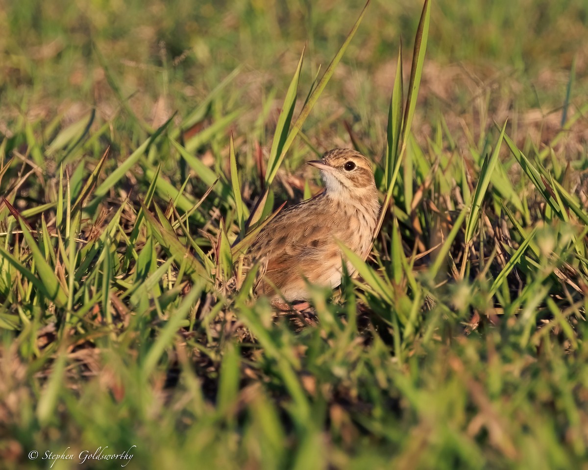 australiapiplerke - ML644404803