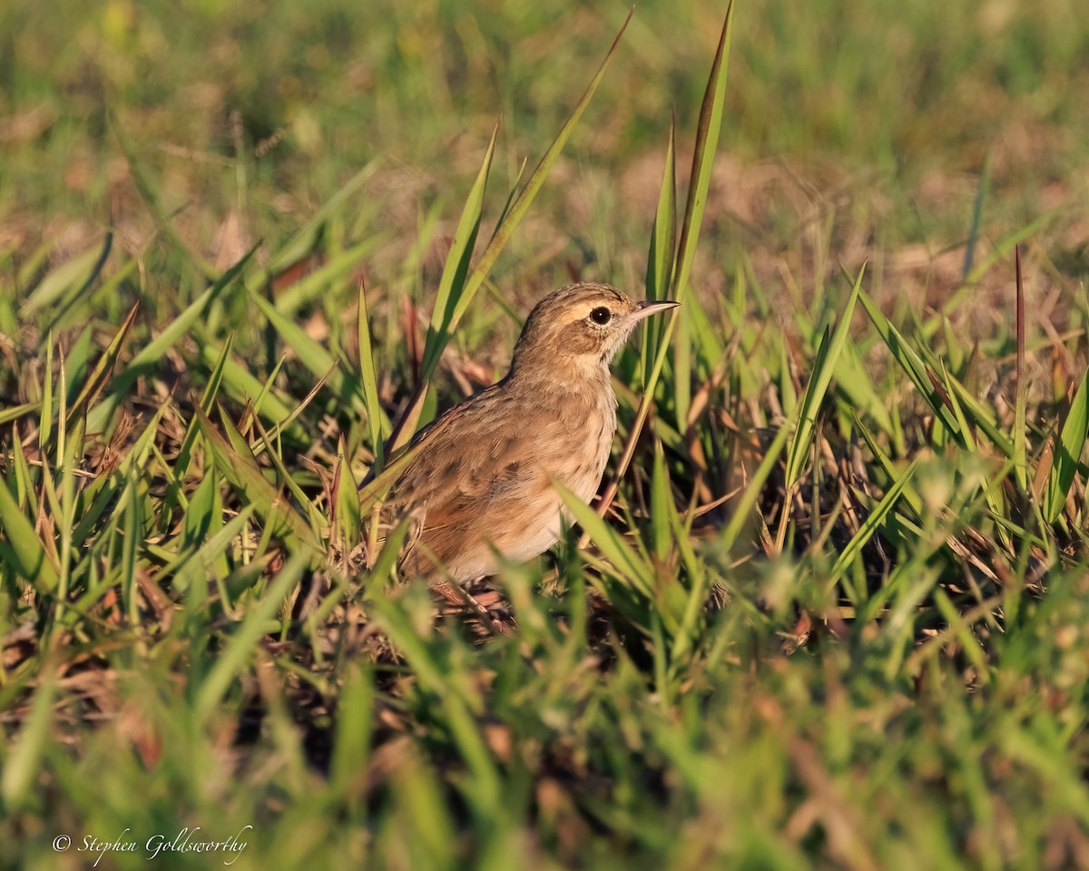 australiapiplerke - ML644404804