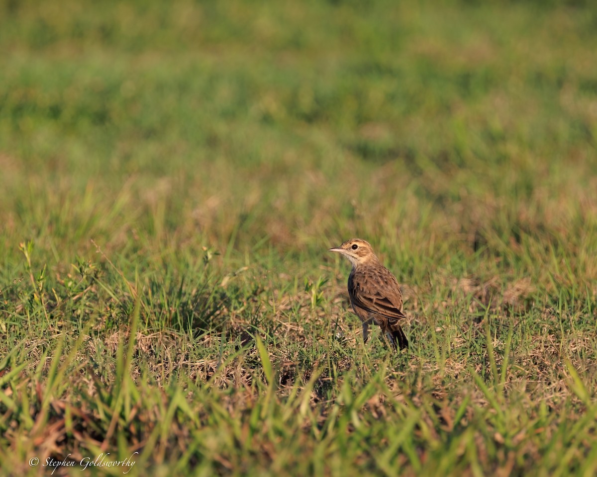 australiapiplerke - ML644404805