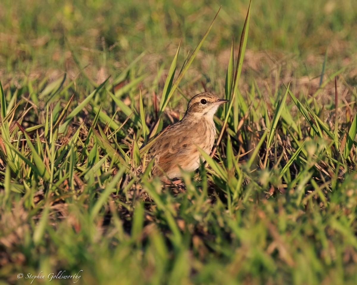 australiapiplerke - ML644404806