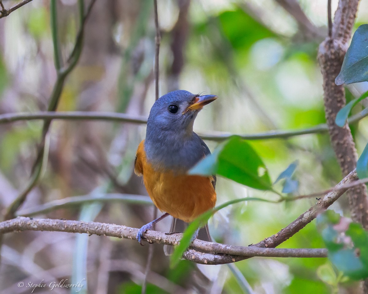 svartmaskemonark - ML644404807