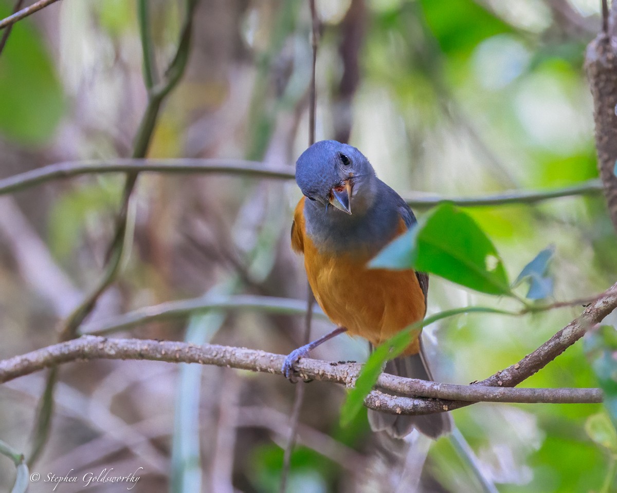 svartmaskemonark - ML644404808