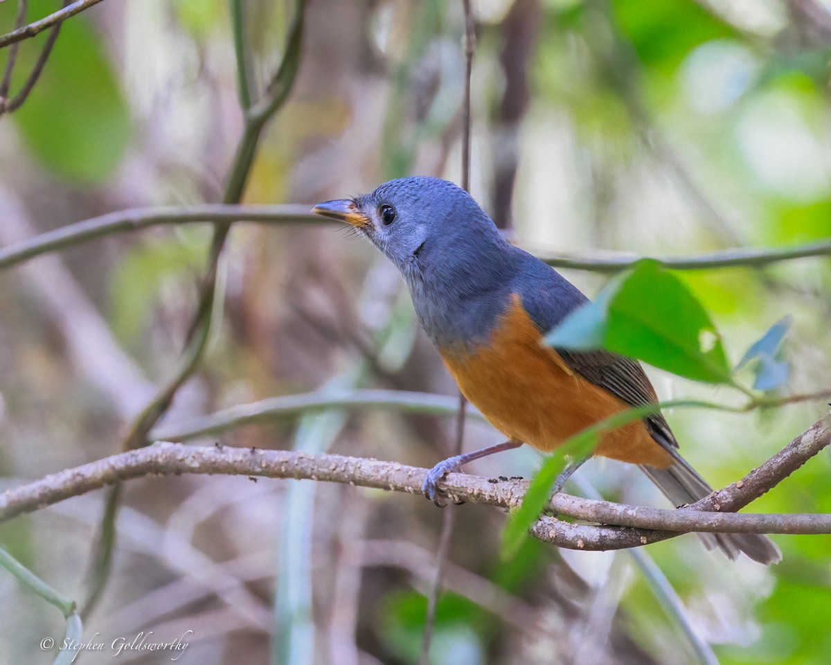 svartmaskemonark - ML644404809