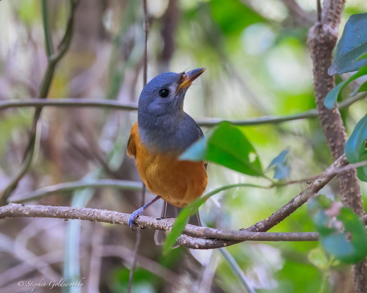 svartmaskemonark - ML644404810