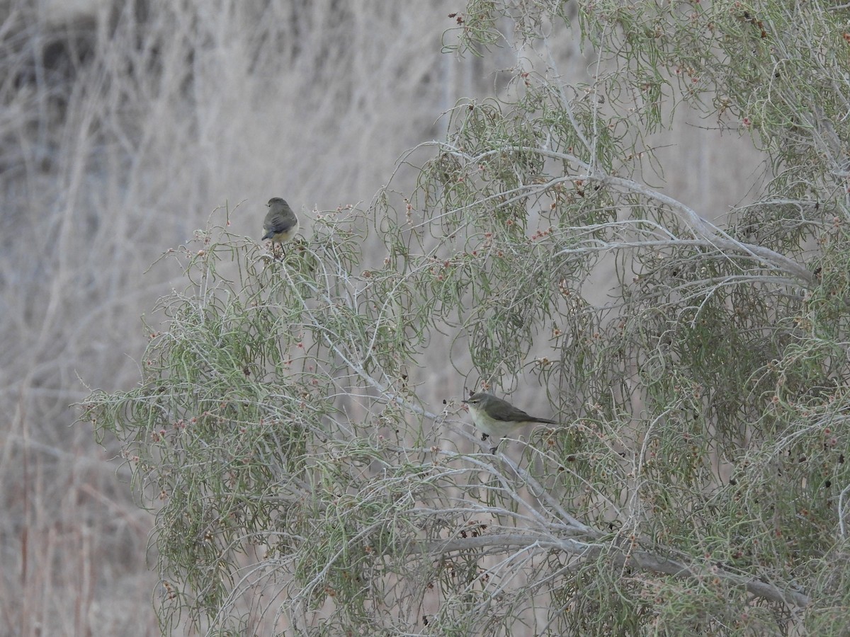 Zilpzalp - ML644404811