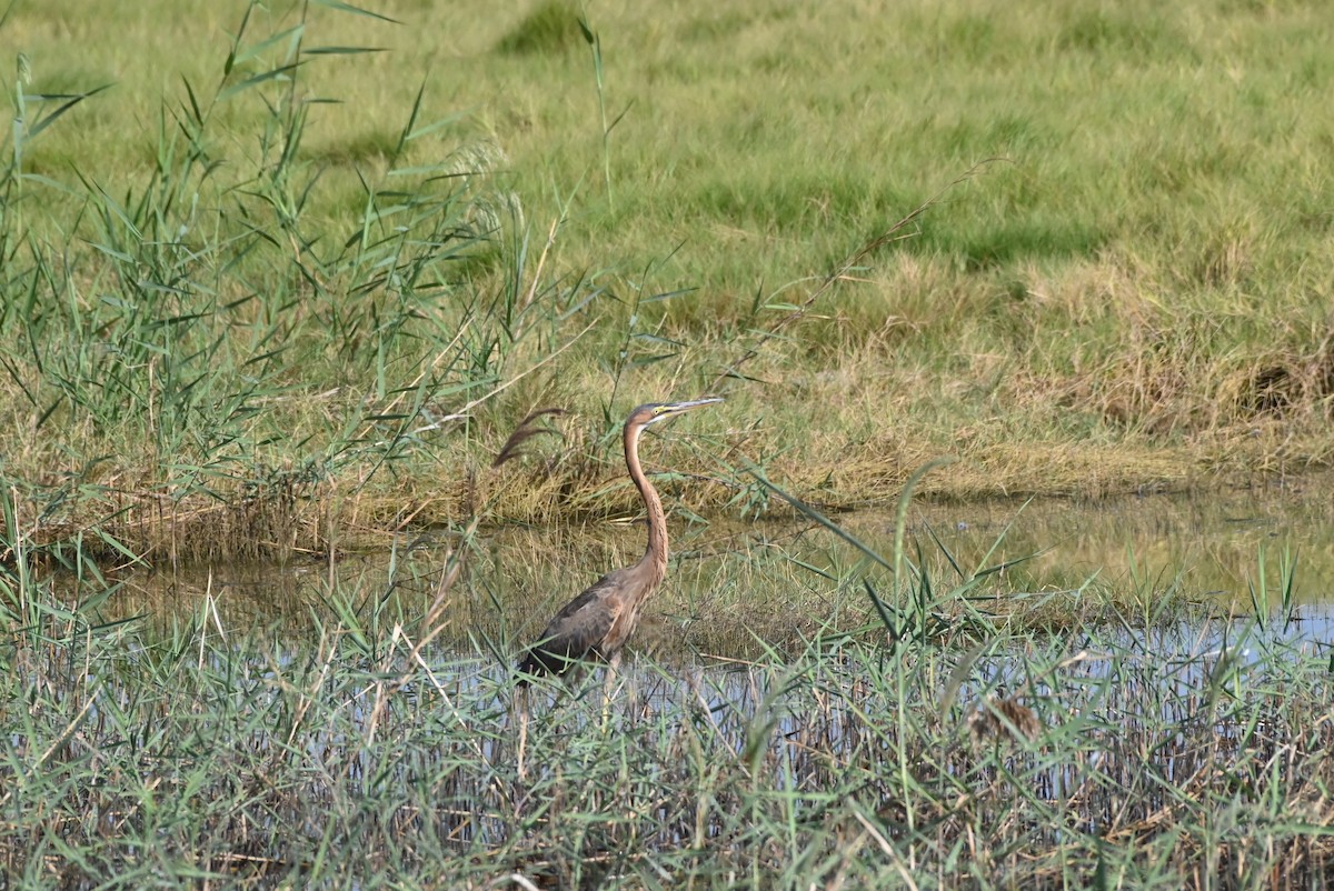 purpurhegre - ML644404812