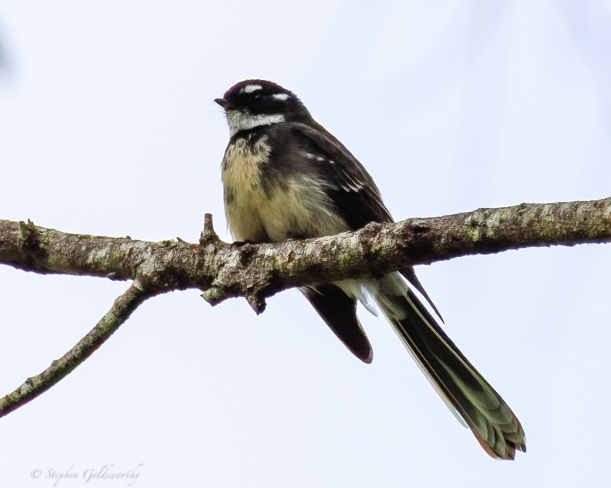 gråviftestjert - ML644404814