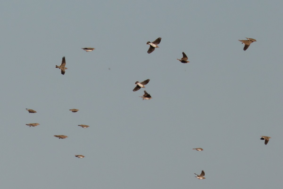 עפרוני ענק - ML644404816