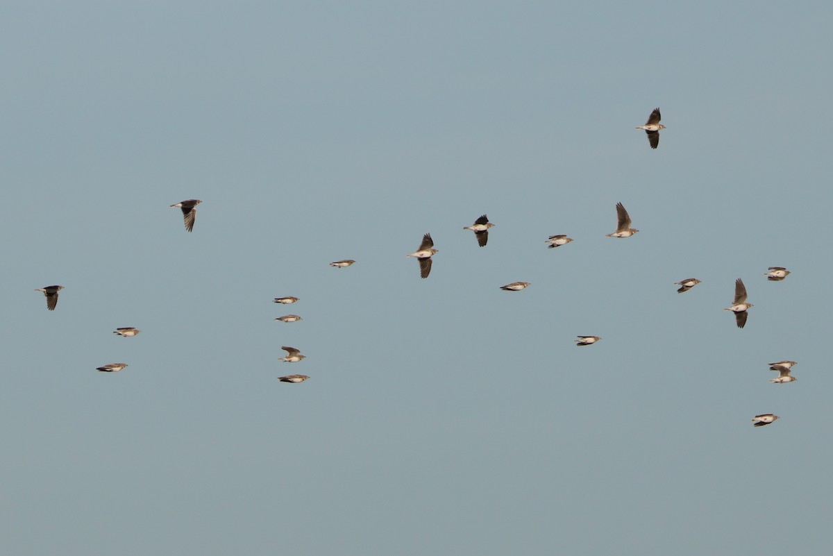 עפרוני ענק - ML644404818