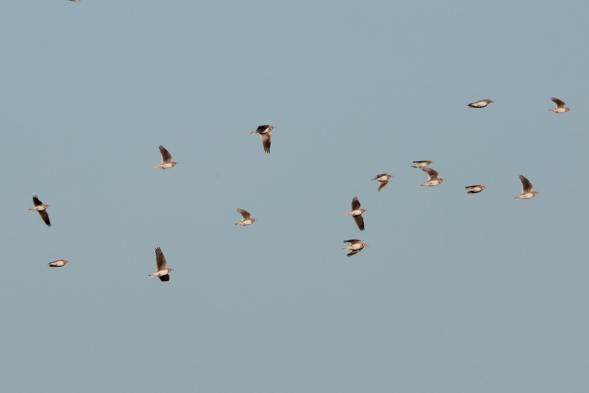 עפרוני ענק - ML644404819