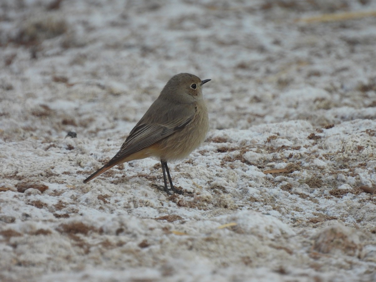 Hausrotschwanz - ML644404822