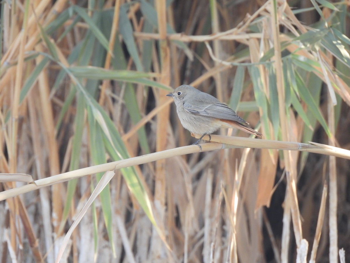 Hausrotschwanz - ML644404823