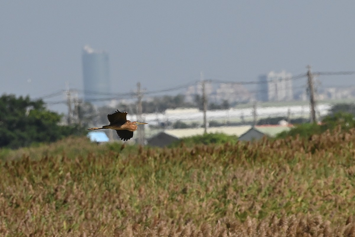 purpurhegre - ML644404824