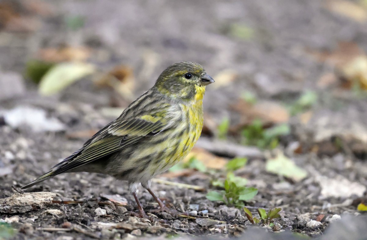 בזבוז אירופי - ML644404829