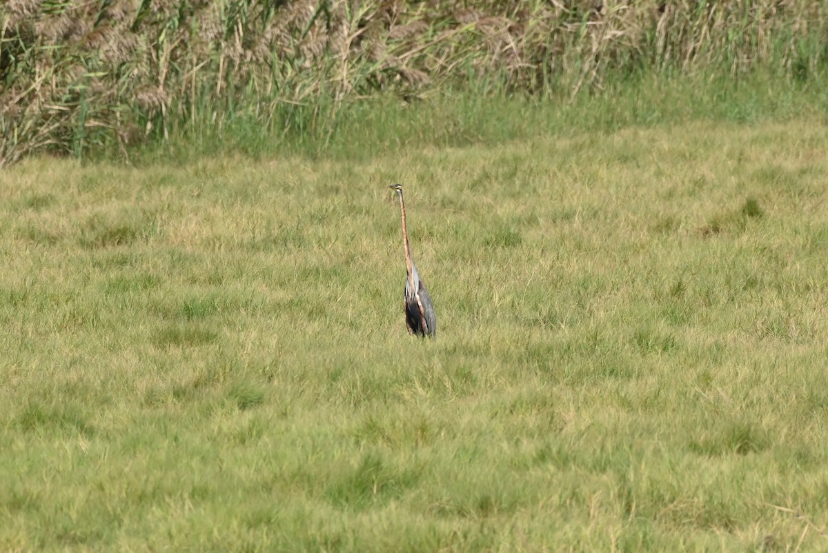 purpurhegre - ML644404830