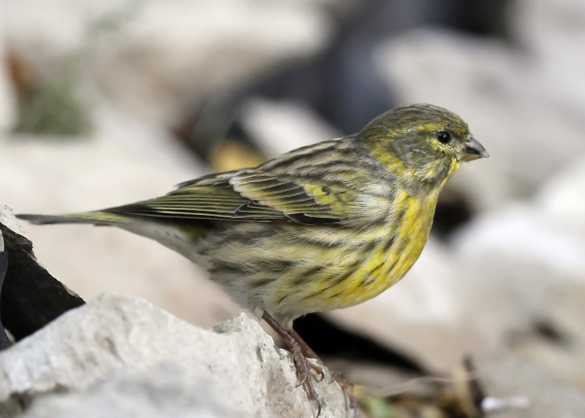 בזבוז אירופי - ML644404831