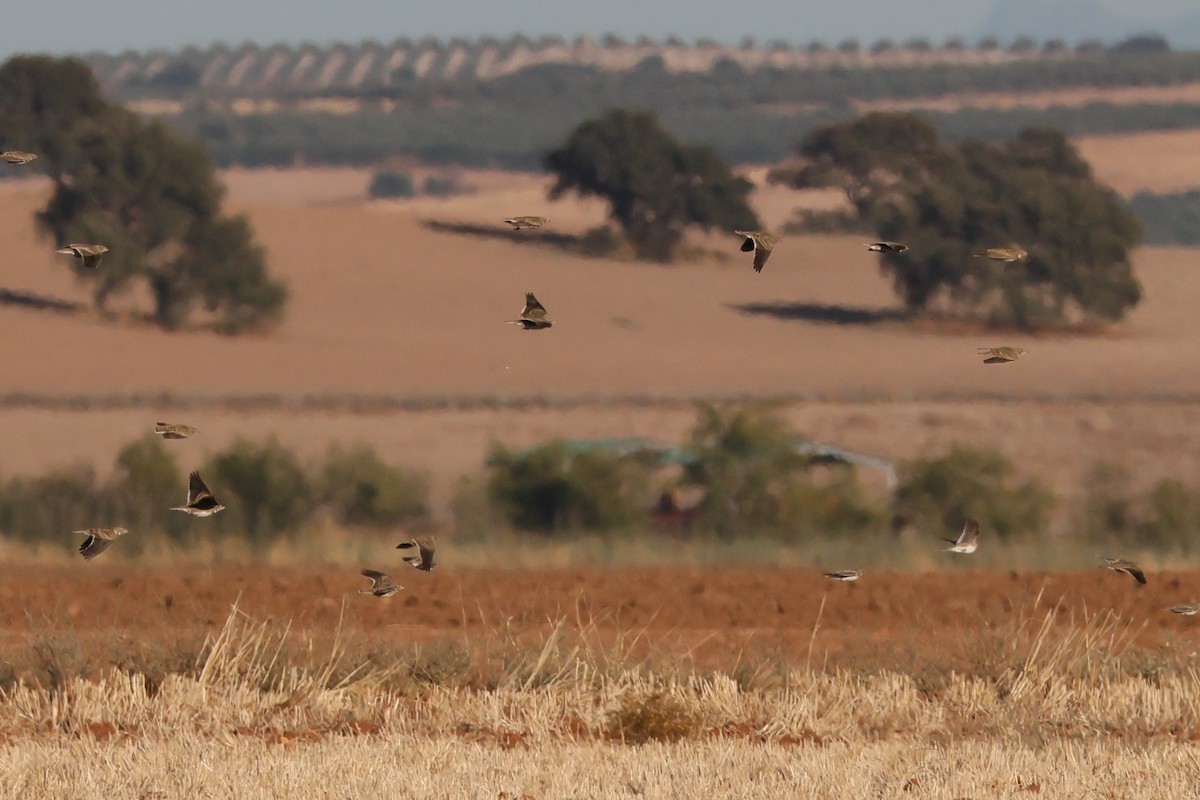 עפרוני ענק - ML644404834