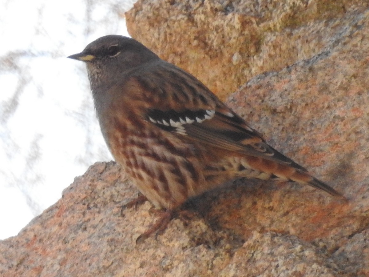 Sordone - ML644404837