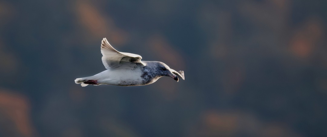 Buz Rengi Martı - ML644404839