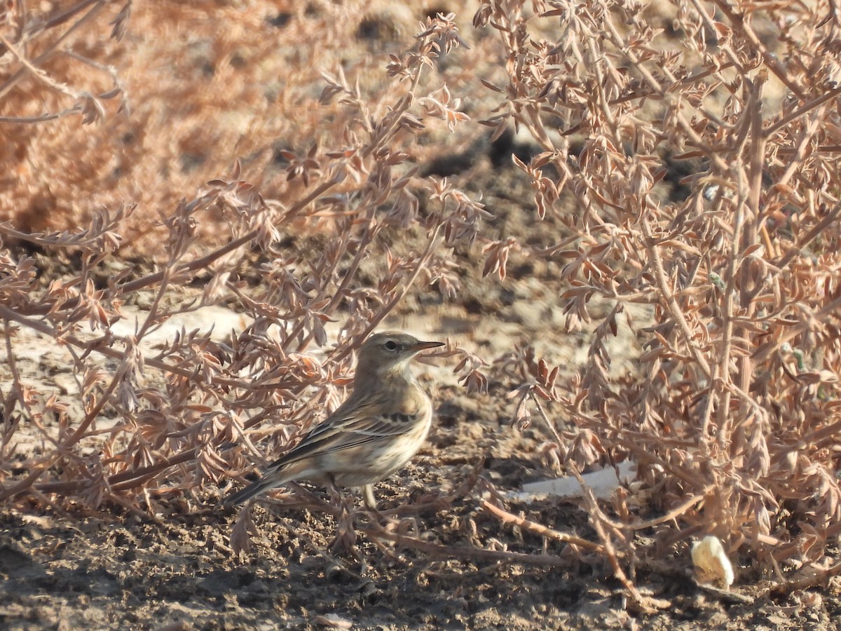 Bergpieper - ML644404842