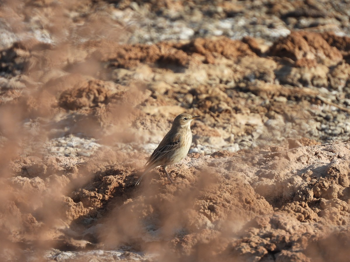 Bergpieper - ML644404843