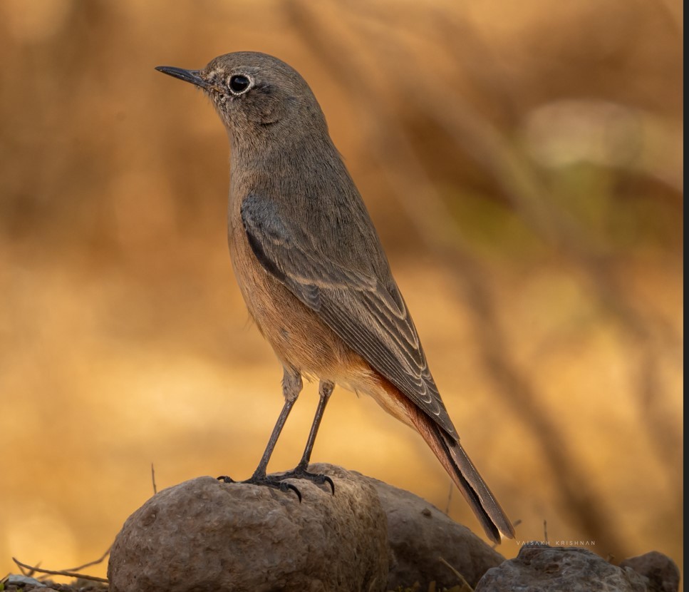 Black Redstart - ML644404850