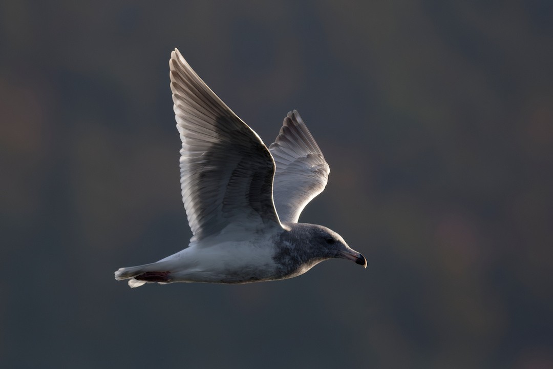 Buz Rengi Martı - ML644404851