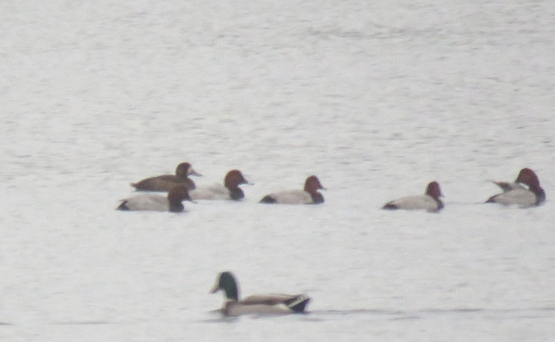 Greater Scaup - ML644404857